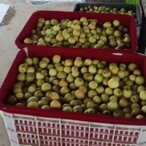 黃驊冬棗 品味古韻與自然的甜蜜饋贈(zèng)